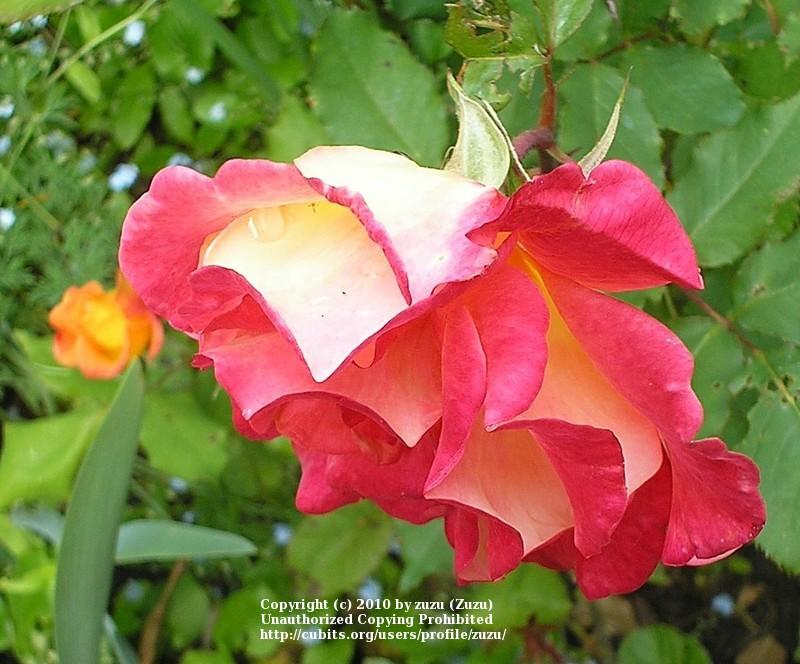 Photo of Hybrid Tea Rose (Rosa 'Rio Samba') uploaded by zuzu