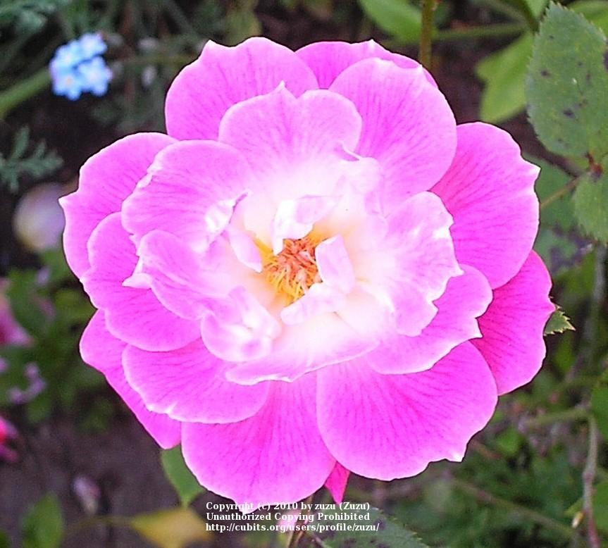 Photo of Rose (Rosa 'Pink Poodle') uploaded by zuzu