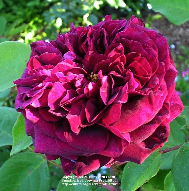 Photo of English Shrub Rose (Rosa 'The Prince') uploaded by zuzu