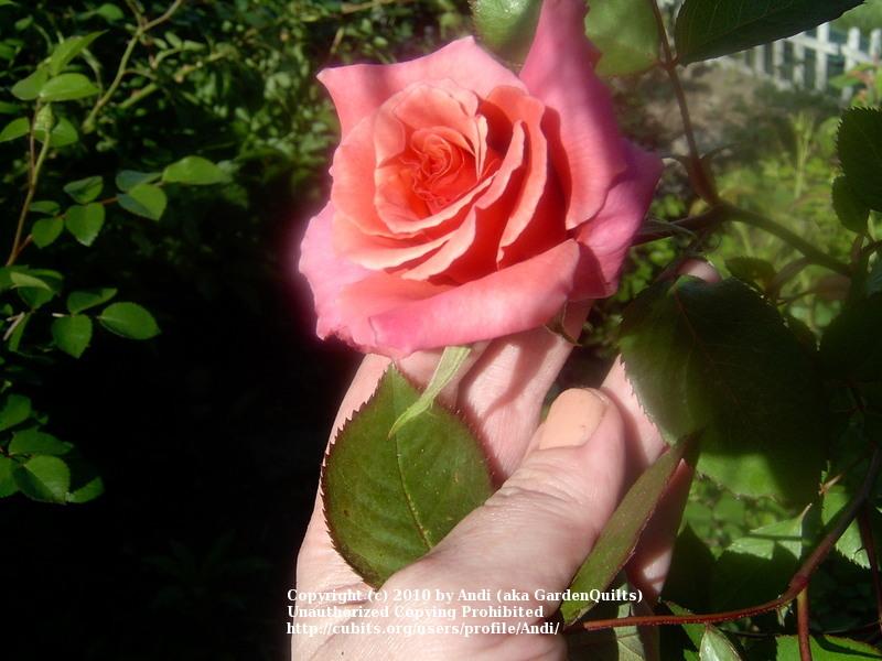 Photo of Rose (Rosa 'Honeysweet') uploaded by Andi