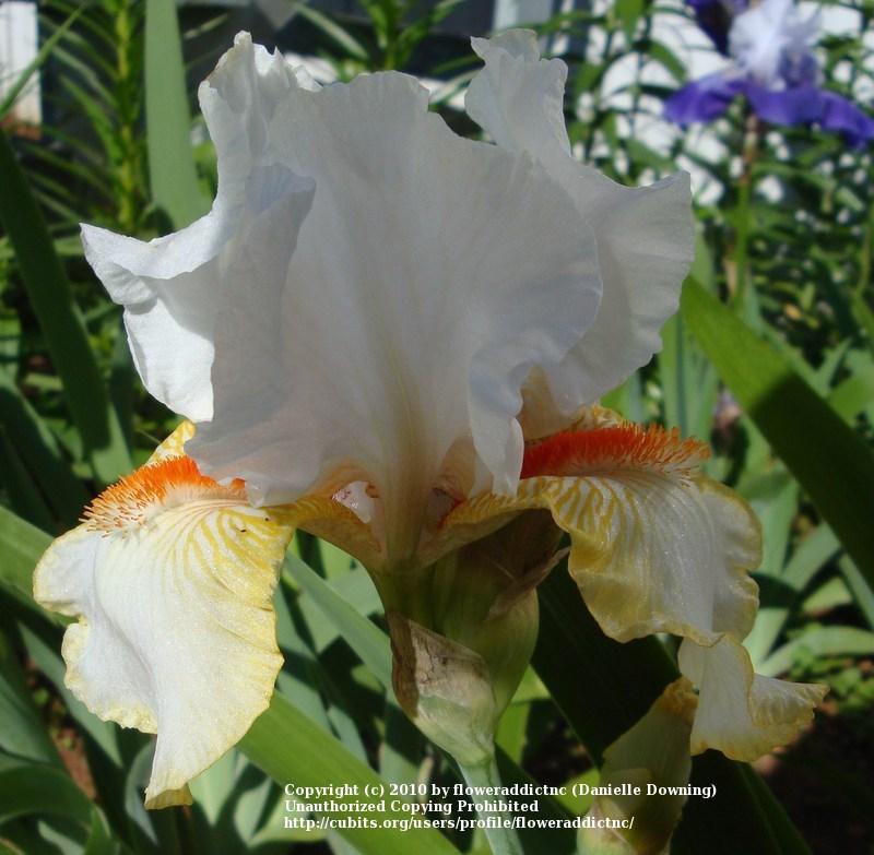 Photo of Tall Bearded Iris (Iris 'Halloween Halo') uploaded by floweraddictnc