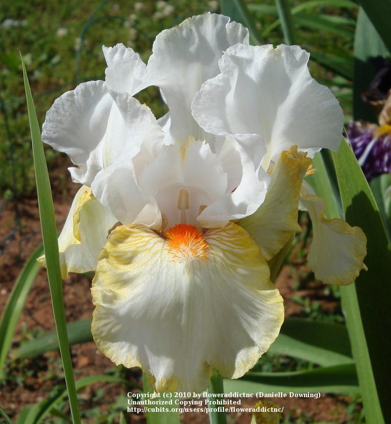 Photo of Tall Bearded Iris (Iris 'Halloween Halo') uploaded by floweraddictnc