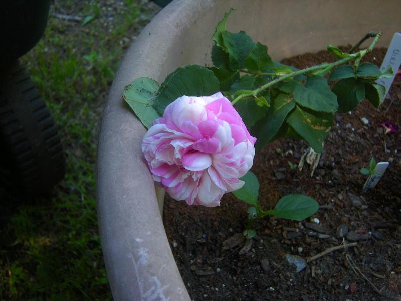 Photo of Rose (Rosa 'Centifolia Variegata') uploaded by melva