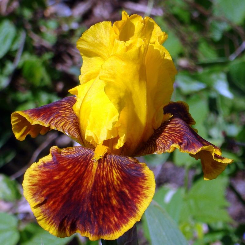 Photo of Tall Bearded Iris (Iris 'Fanfaron') uploaded by stilldew