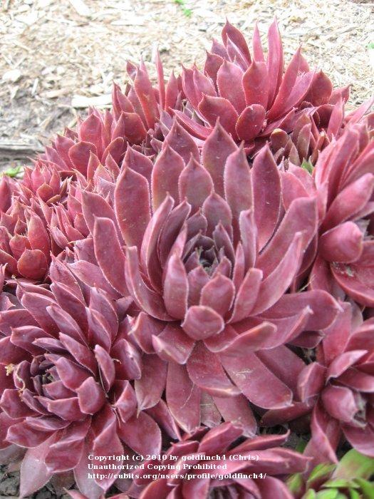 Photo of Hen and Chicks (Sempervivum 'Legolas') uploaded by goldfinch4