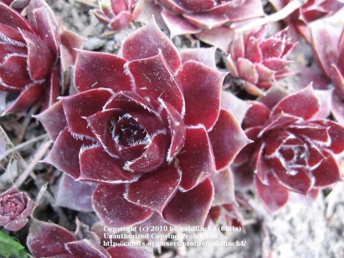 Photo of Hen and Chicks (Sempervivum 'Pacific Hep') uploaded by goldfinch4