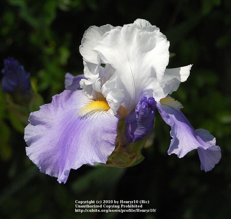 Photo of Irises (Iris) uploaded by Henryr10
