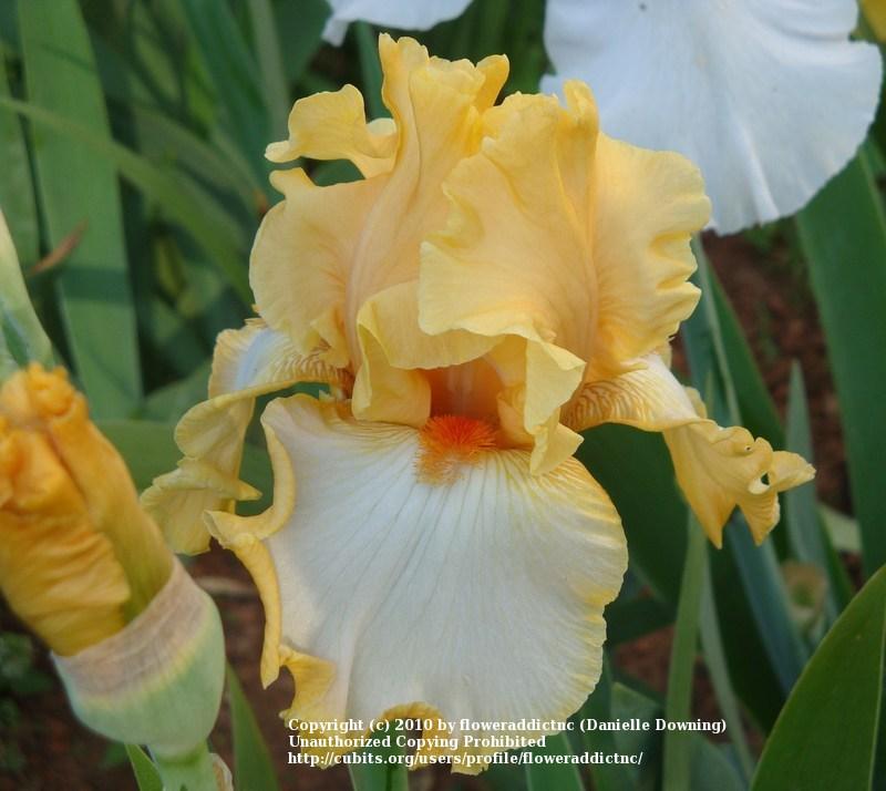 Photo of Tall Bearded Iris (Iris 'Champagne Waltz') uploaded by floweraddictnc