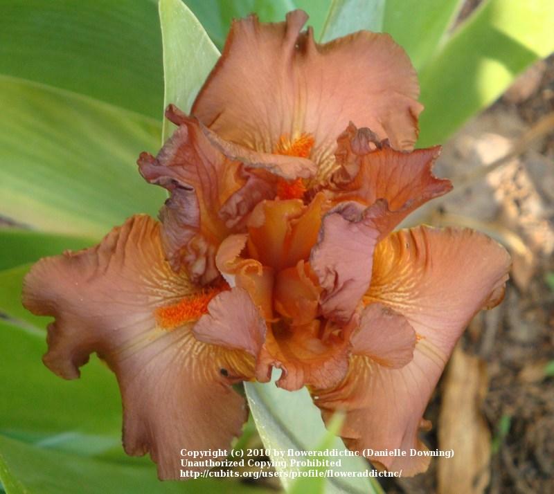 Photo of Tall Bearded Iris (Iris 'Copper Classic') uploaded by floweraddictnc