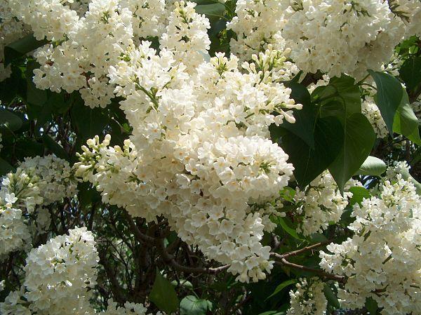 Photo of Common Lilac (Syringa vulgaris 'Rochester') uploaded by PollyK
