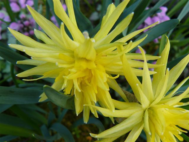 Photo of Double Daffodil (Narcissus 'Rip van Winkle') uploaded by threegardeners