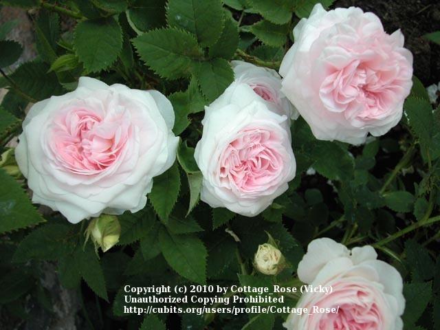 Photo of Rose (Rosa 'Felicite Parmentier') uploaded by Cottage_Rose