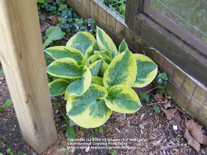 Photo of Hosta 'Little Doll' uploaded by kitgary