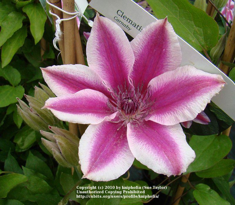 Photo of Clematis 'Carnaby' uploaded by kniphofia