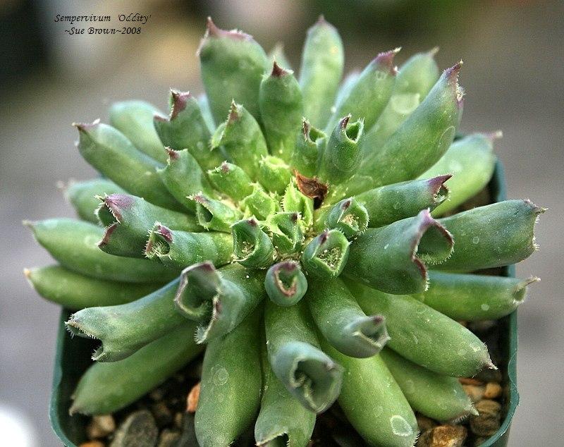 Photo of Hen and Chicks (Sempervivum 'Oddity') uploaded by Calif_Sue