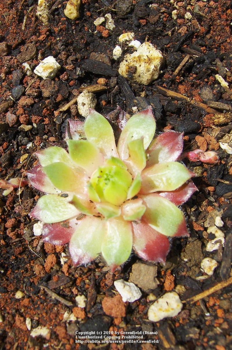 Photo of Hen and Chicks (Sempervivum 'Sioux') uploaded by Greenfield