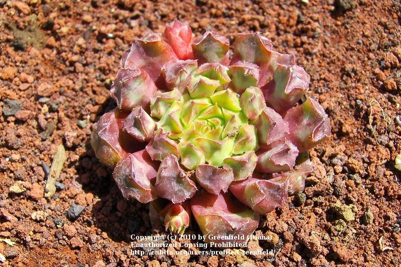Photo of Hen and Chicks (Sempervivum 'Fame Monstrose') uploaded by Greenfield