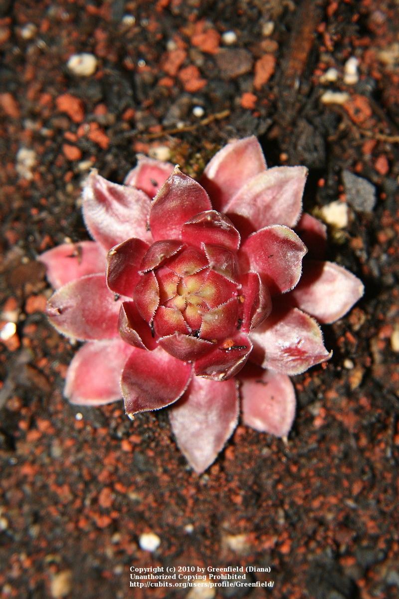 Photo of Hen and Chicks (Sempervivum 'Saga') uploaded by Greenfield