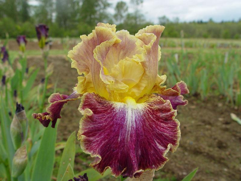Photo of Tall Bearded Iris (Iris 'High Master') uploaded by irisloverdee