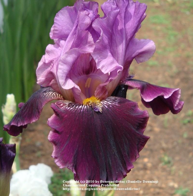 Photo of Tall Bearded Iris (Iris 'Made of Magic') uploaded by floweraddictnc