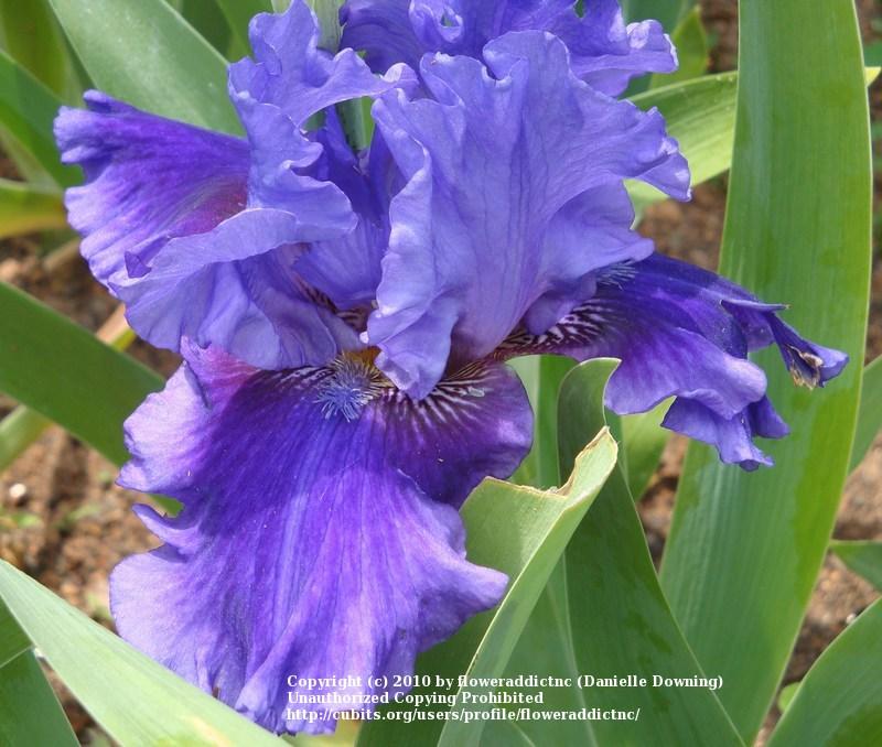 Photo of Tall Bearded Iris (Iris 'Evening Tidings') uploaded by floweraddictnc