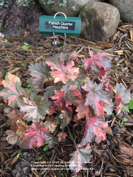 Photo of Coral Bells (Heuchera 'French Quarter') uploaded by goldfinch4