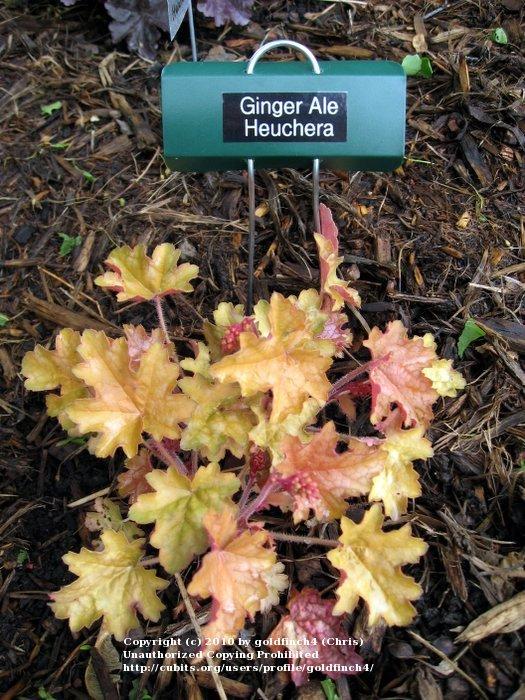 Photo of Coral Bells (Heuchera americana 'Ginger Ale') uploaded by goldfinch4