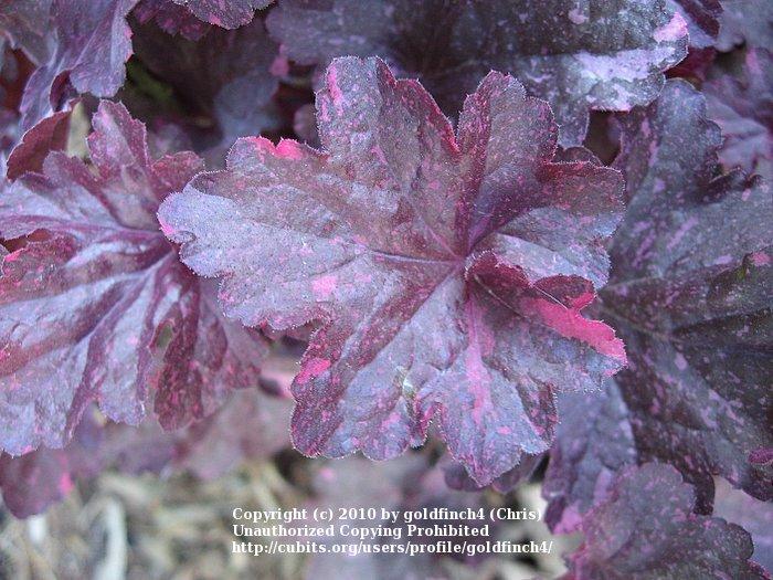 Photo of Coral Bells (Heuchera 'Midnight Rose') uploaded by goldfinch4