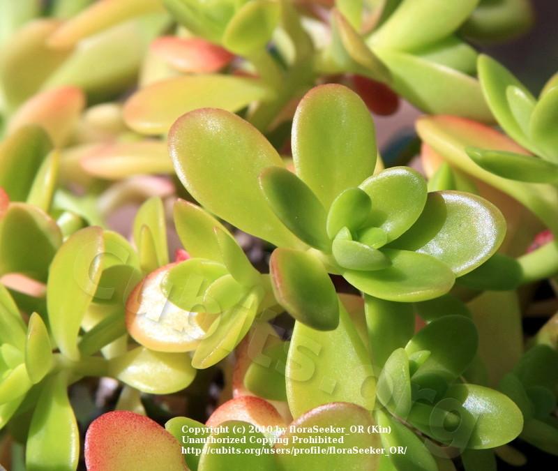 Photo of Lesser Mexican Stonecrop (Sedum confusum) uploaded by floraSeeker_OR