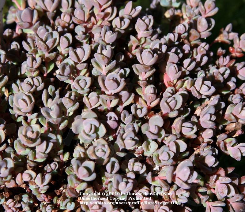 Photo of Sedum (Hylotelephium pluricaule 'Isle of Sakhalin') uploaded by floraSeeker_OR