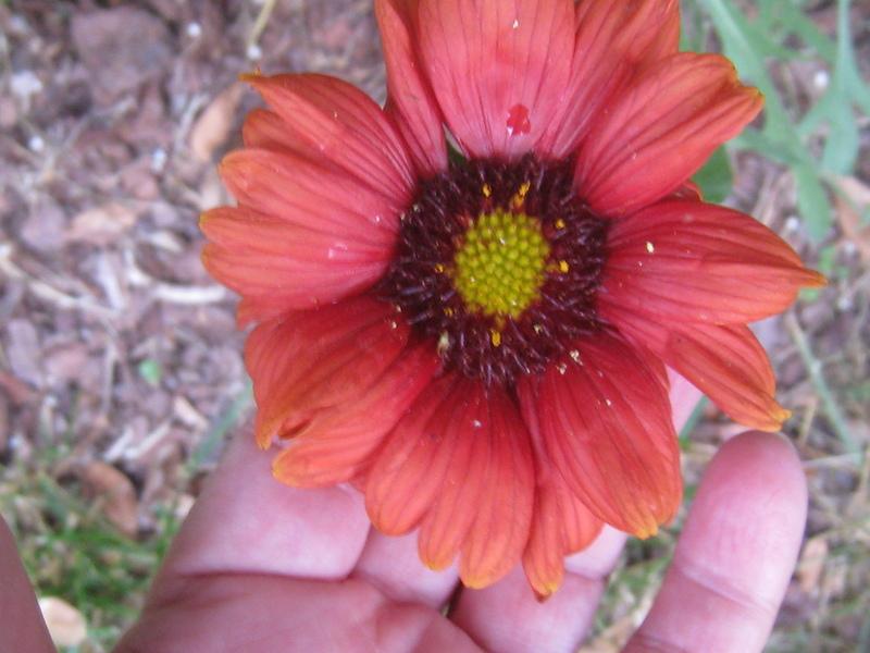 Photo of Blanket Flower (Gaillardia 'Burgunder') uploaded by Hemophobic