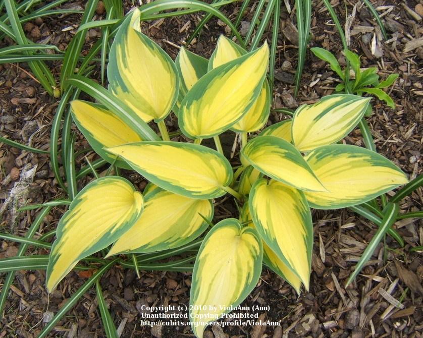 Photo of Hosta 'Remember Me' uploaded by ViolaAnn