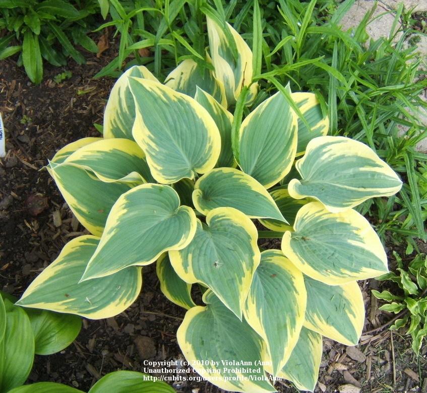 Photo of Hosta 'First Frost' uploaded by ViolaAnn