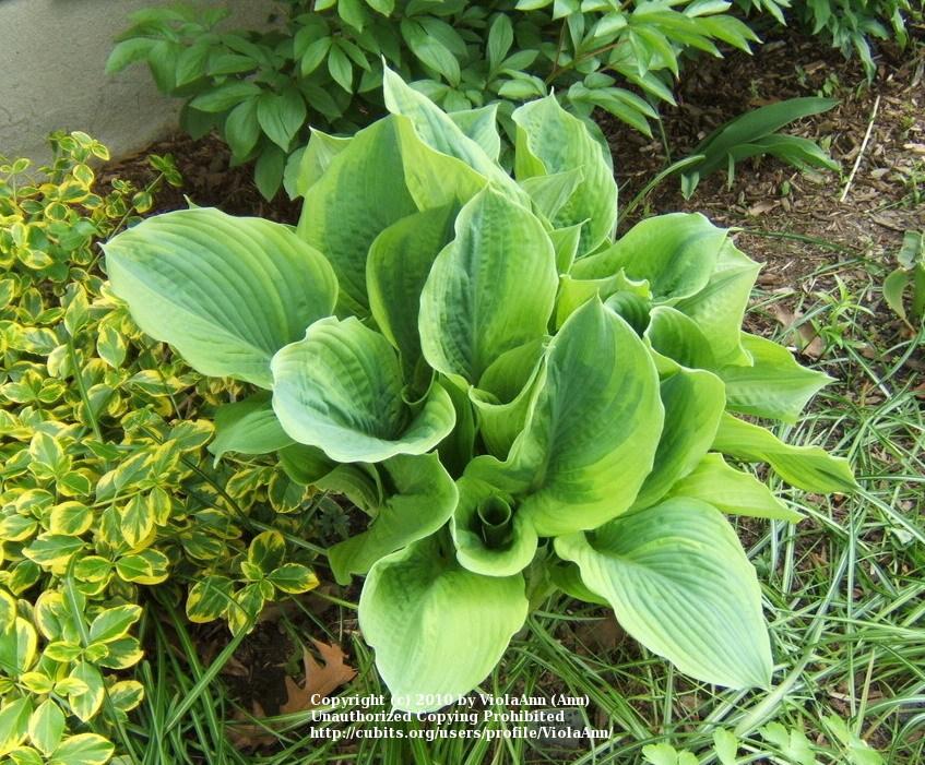 Photo of Hosta 'Jewel of the Nile' uploaded by ViolaAnn
