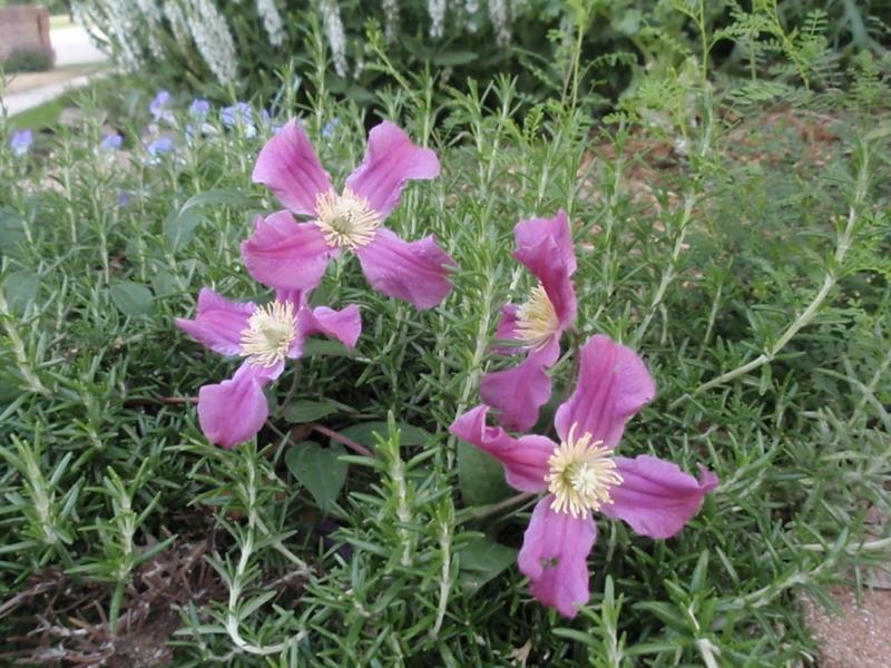 Photo of Clematis (Clematis integrifolia Inspiration™) uploaded by canadanna