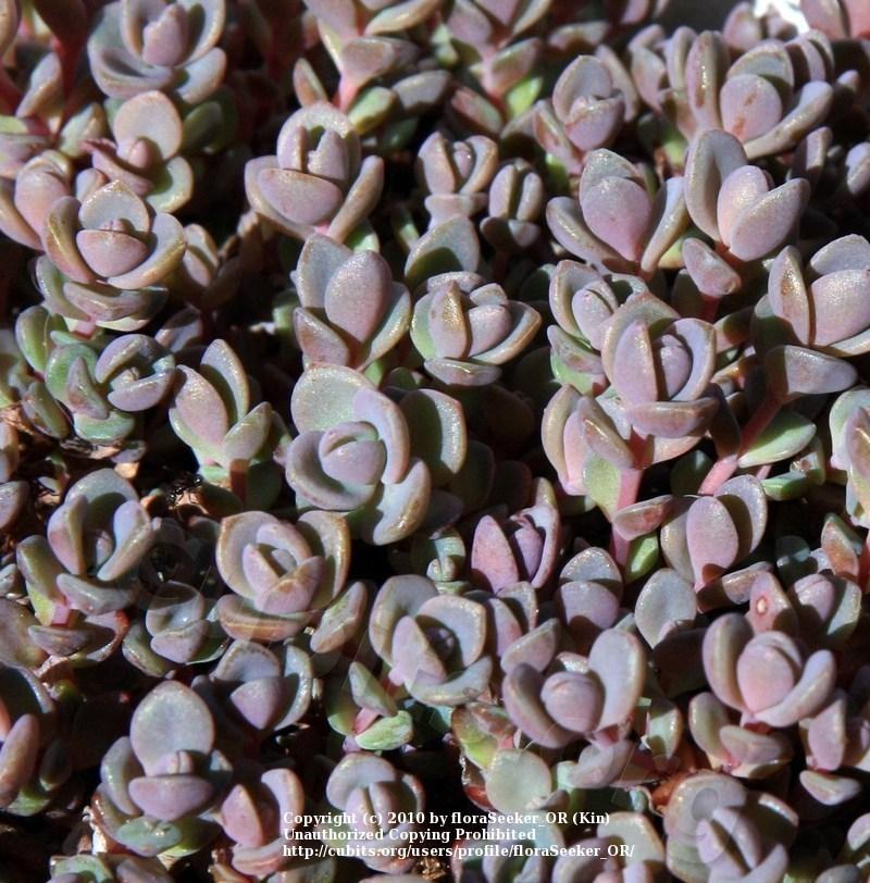 Photo of Sedum (Hylotelephium pluricaule 'Isle of Sakhalin') uploaded by floraSeeker_OR