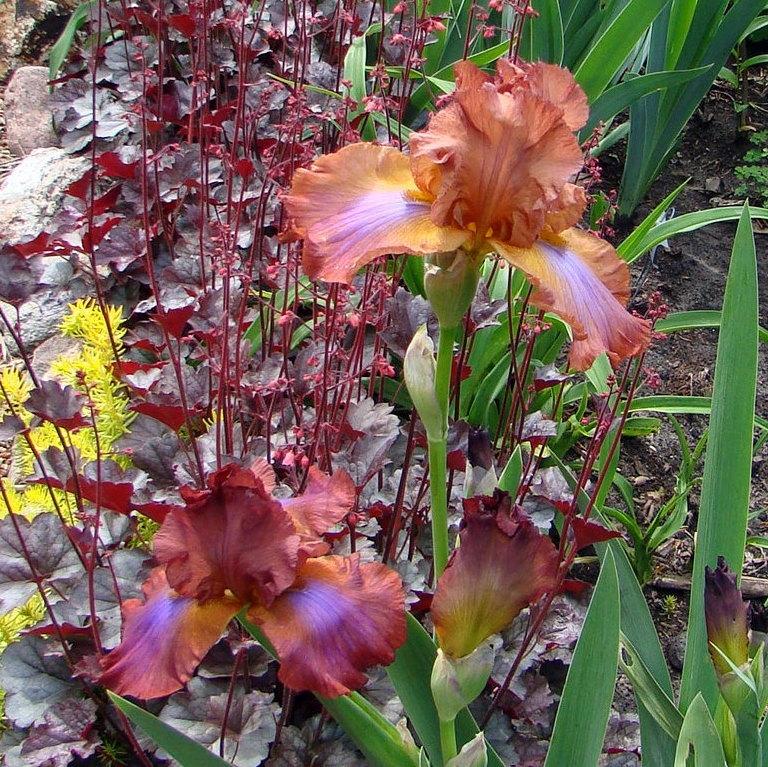 Photo of Tall Bearded Iris (Iris 'Terre de Feu') uploaded by stilldew