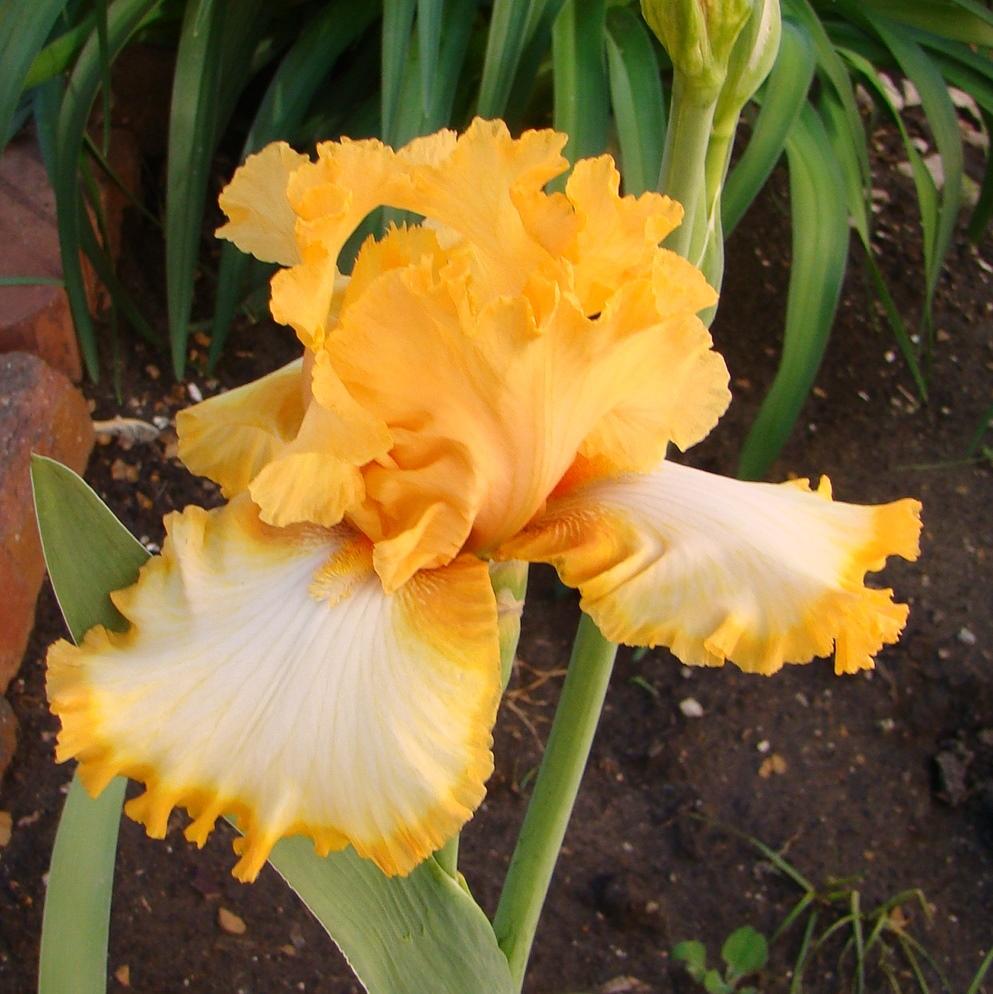 Photo of Tall Bearded Iris (Iris 'Return Address') uploaded by stilldew
