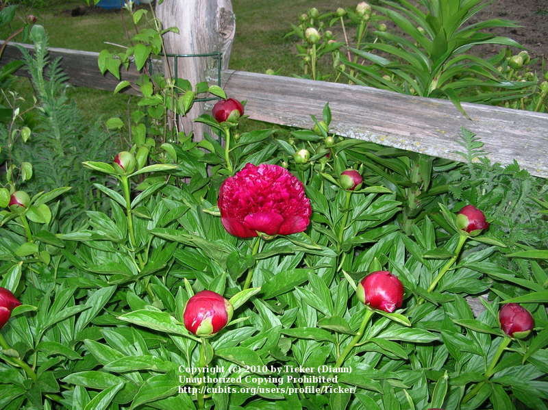 Photo of Peony (Paeonia 'Red Charm') uploaded by Ticker