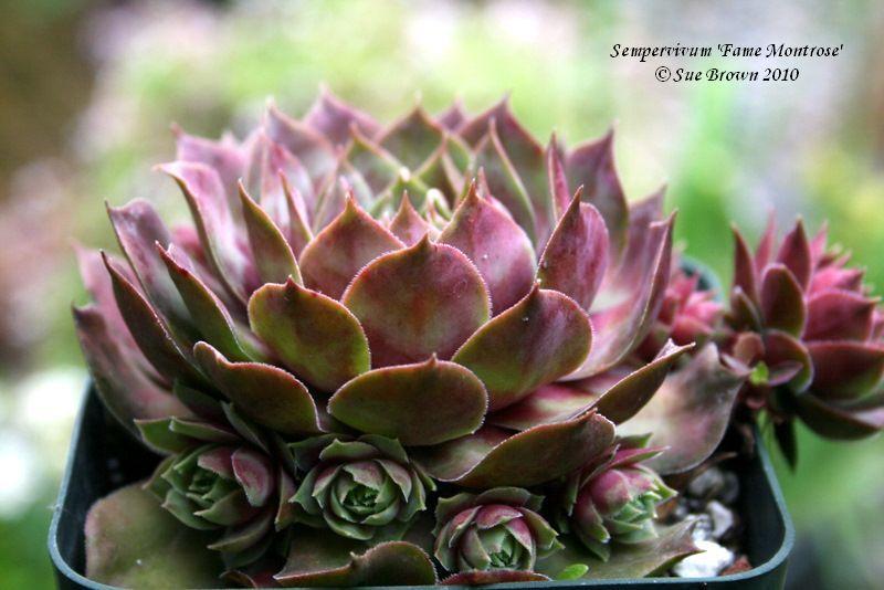 Photo of Hen and Chicks (Sempervivum 'Fame Monstrose') uploaded by Calif_Sue