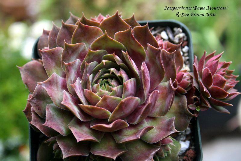 Photo of Hen and Chicks (Sempervivum 'Fame Monstrose') uploaded by Calif_Sue