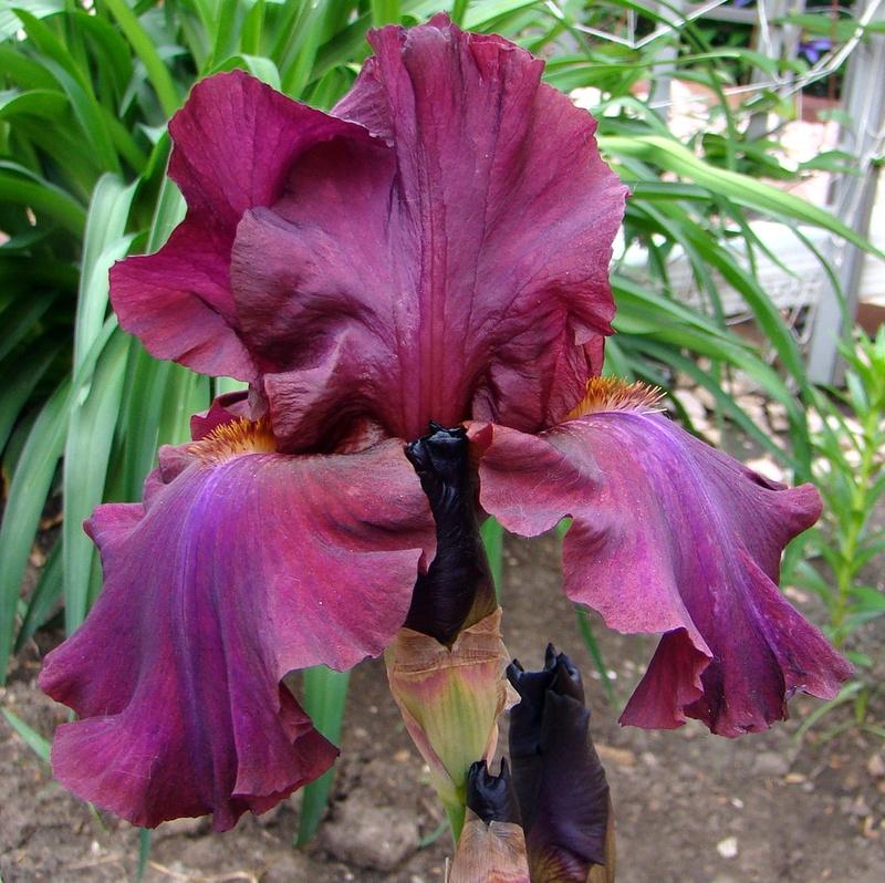 Photo of Tall Bearded Iris (Iris 'Hot Spiced Wine') uploaded by stilldew