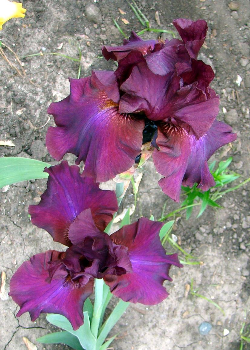 Photo of Tall Bearded Iris (Iris 'Hot Spiced Wine') uploaded by stilldew