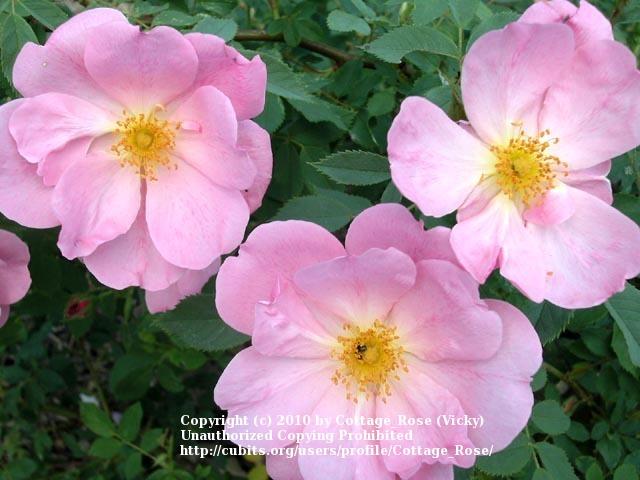 Photo of Rose (Rosa 'Applejack') uploaded by Cottage_Rose