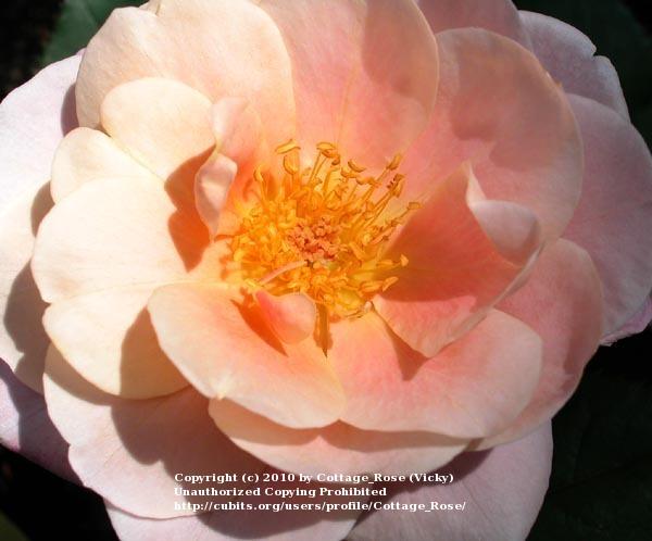 Photo of Rose (Rosa 'Distant Drums') uploaded by Cottage_Rose