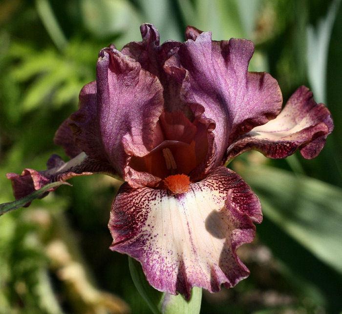 Photo of Intermediate Bearded Iris (Iris 'Cashmere Rose') uploaded by MShadow