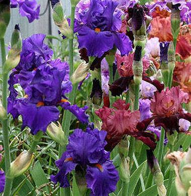 Photo of Tall Bearded Iris (Iris 'Paul Black') uploaded by MShadow