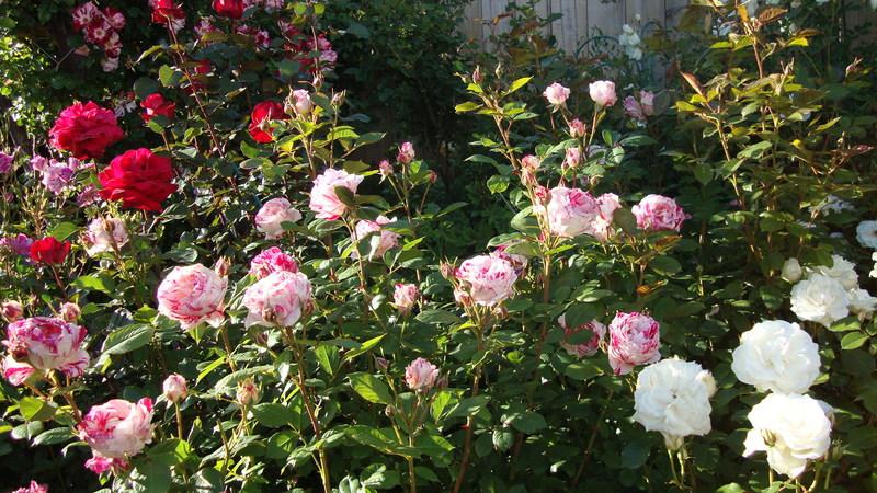 Photo of Rose (Rosa 'Scentimental') uploaded by stephgem