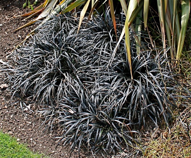Photo of Black Mondo Grass (Ophiopogon planiscapus 'Kokuryu') uploaded by NEILMUIR1