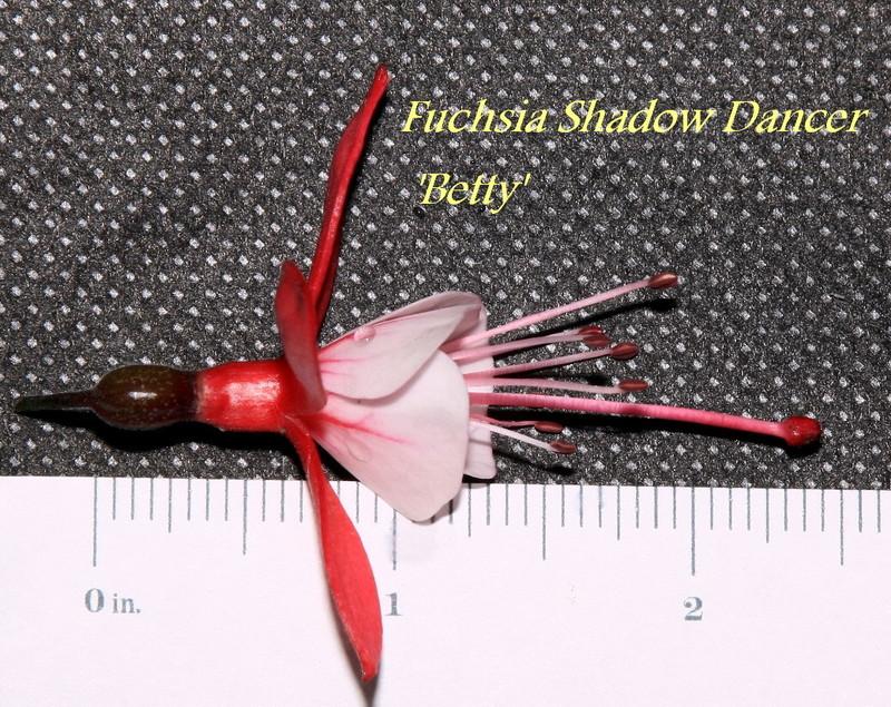 Photo of Fuchsia Shadow Dancer® Betty uploaded by floraSeeker_OR